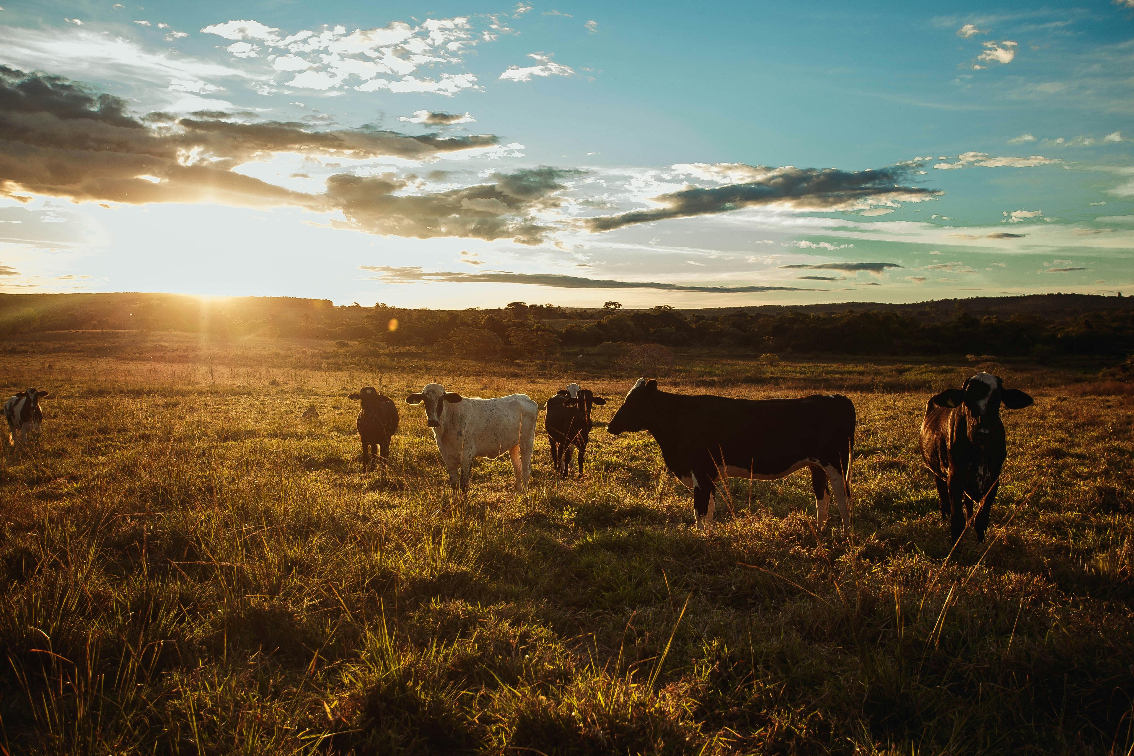The Journey from Pasture to Cheese