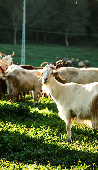 The herd at pasture